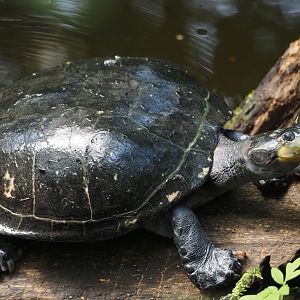 Yellow-spotted Amazon river turtle (Podocnemis unifilis), 2025-05-17