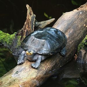 Yellow-spotted Amazon river turtle (Podocnemis unifilis), 2025-05-17