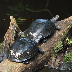 Yellow-spotted Amazon river turtles (Podocnemis unifilis), 2025-05-17