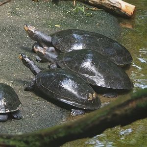 Yellow-spotted Amazon river turtles (Podocnemis unifilis), 2025-05-17