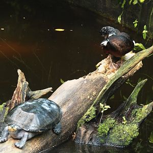 Yellow-spotted Amazon river turtle (Podocnemis unifilis) and Asian white-winged wood duck (Asarcornis scutulata), 2025-05-17