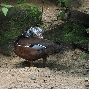 Asian white-winged wood duck (Asarcornis scutulata), 2025-05-17
