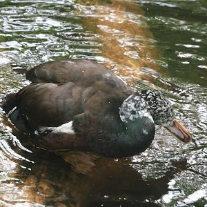 Asian white-winged wood duck (Asarcornis scutulata), 2025-05-17