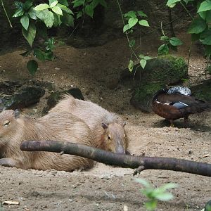 Capybara (Hydrochoerus hydrochaeris) and Asian white-winged wood duck (Asarcornis scutulata), 2025-05-17