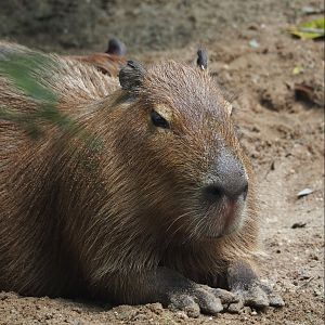 Capybara (Hydrochoerus hydrochaeris), 2025-05-17