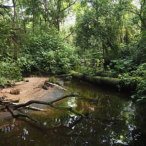 Capybara and Yellow-spotted Amazon river turtle beach in Burgers' Bush, 2025-05-17