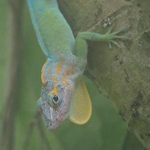 Guadeloupean anole (Anolis marmoratus), displaying male, 2025-05-17