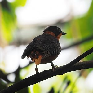 Snowy-crowned robin-chat (Cossypha niveicapilla), 2025-05-17