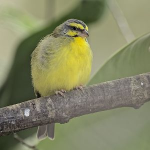 Yellow-fronted canary