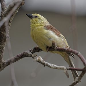 Sudan golden sparrow