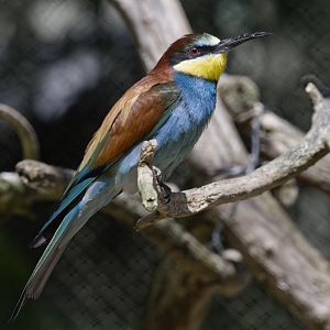 European bee-eater