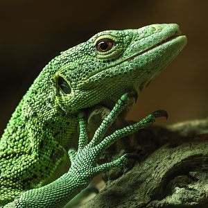 Green tree monitor : Crocodiles of the World : 23 Aug 2025