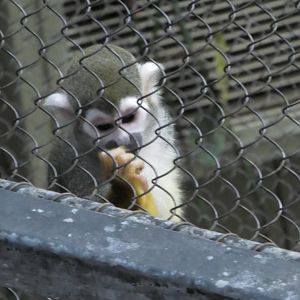 Squirrel monkey