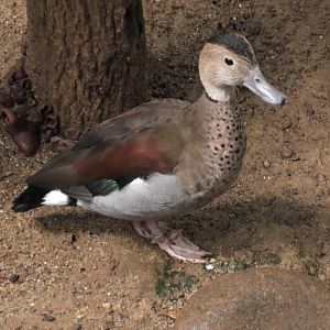 Ringed teal