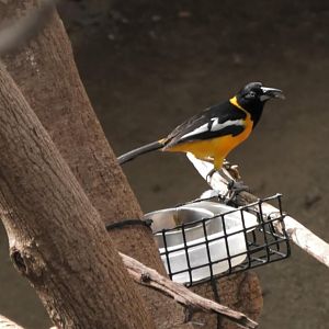 Venezuelan Troupial