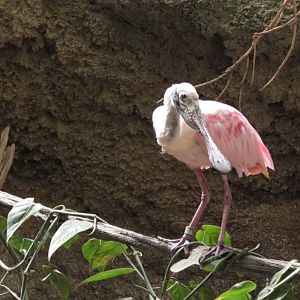 Roseate spoonbill