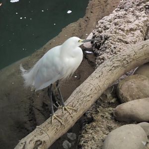 Egret