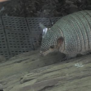Screaming hairy armadillo