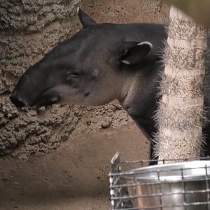 Joey the baird tapir