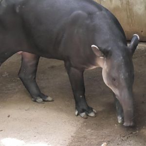 Joey the baird tapir again