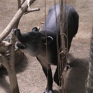 Say cheese  tapir edition