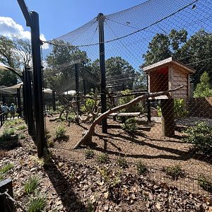 Canada Lynx Exhibit - August 2025