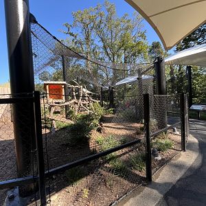Canada Lynx Exhibit - August 2025