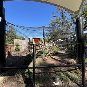Canada Lynx Exhibit August 2025