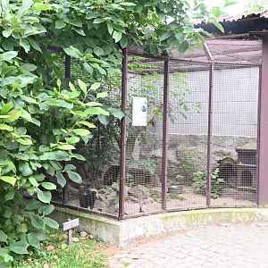 paraZOO - raccoon dog exhibit