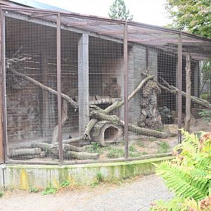 paraZOO - European wildcat exhibit