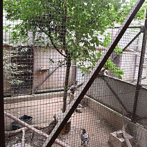 paraZOO - White-tailed eagle exhibit