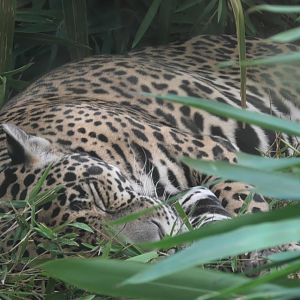 Jaguar sleeping