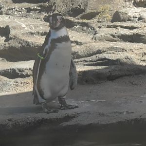 Humboldt penguin sits on the beach