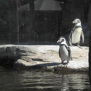 Humboldt penguins
