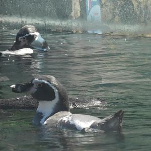 Humboldt penguins swimming