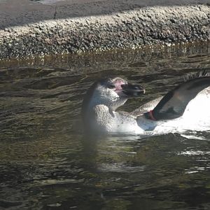Young Humboldt penguin swimming
