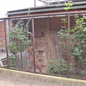 paraZOO - little owl exhibit