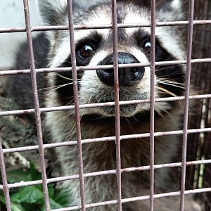 paraZOO - Raccoon