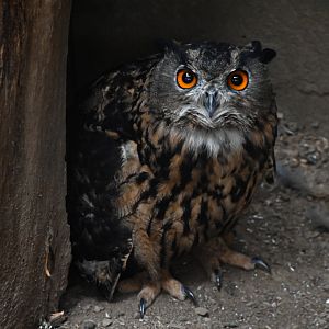 paraZOO - Eurasian eagle-owl