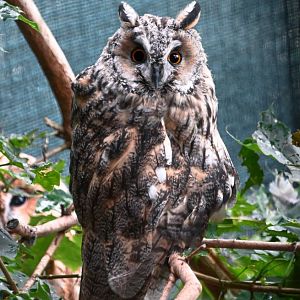 paraZOO - Long-eared owl
