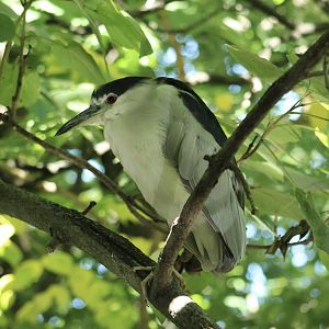 Wild Black-Crowned Night Heron