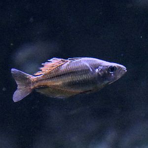 Malanda Gold x Eastern Rainbow (Melanotaenia sp. 'Malanda' x splendida)