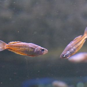 Malanda Gold x Eastern Rainbow (Melanotaenia sp. 'Malanda' x splendida)