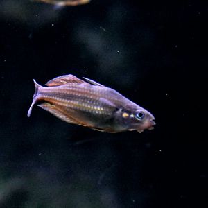 Malanda Gold x Eastern Rainbow (Melanotaenia sp. 'Malanda' x splendida)