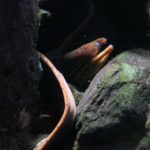 Freshwater Moray (Gymnothorax polyuranodon)