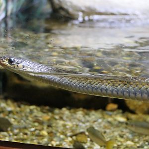 Common Keelback (Tropidonophis mairii)