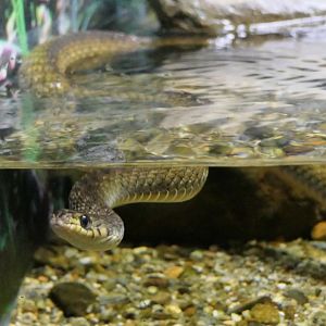 Common Keelback (Tropidonophis mairii)