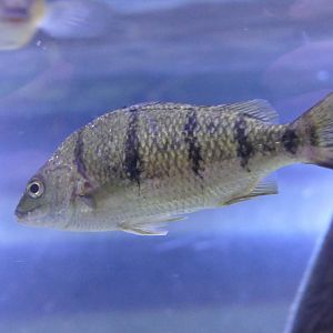 Barred Grunter (Amniataba percoides)