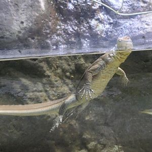 Merten's Water Monitor (Varanus mertensi)