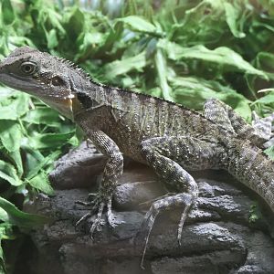 Australian Water Dragon (Intellagama leusuerii)